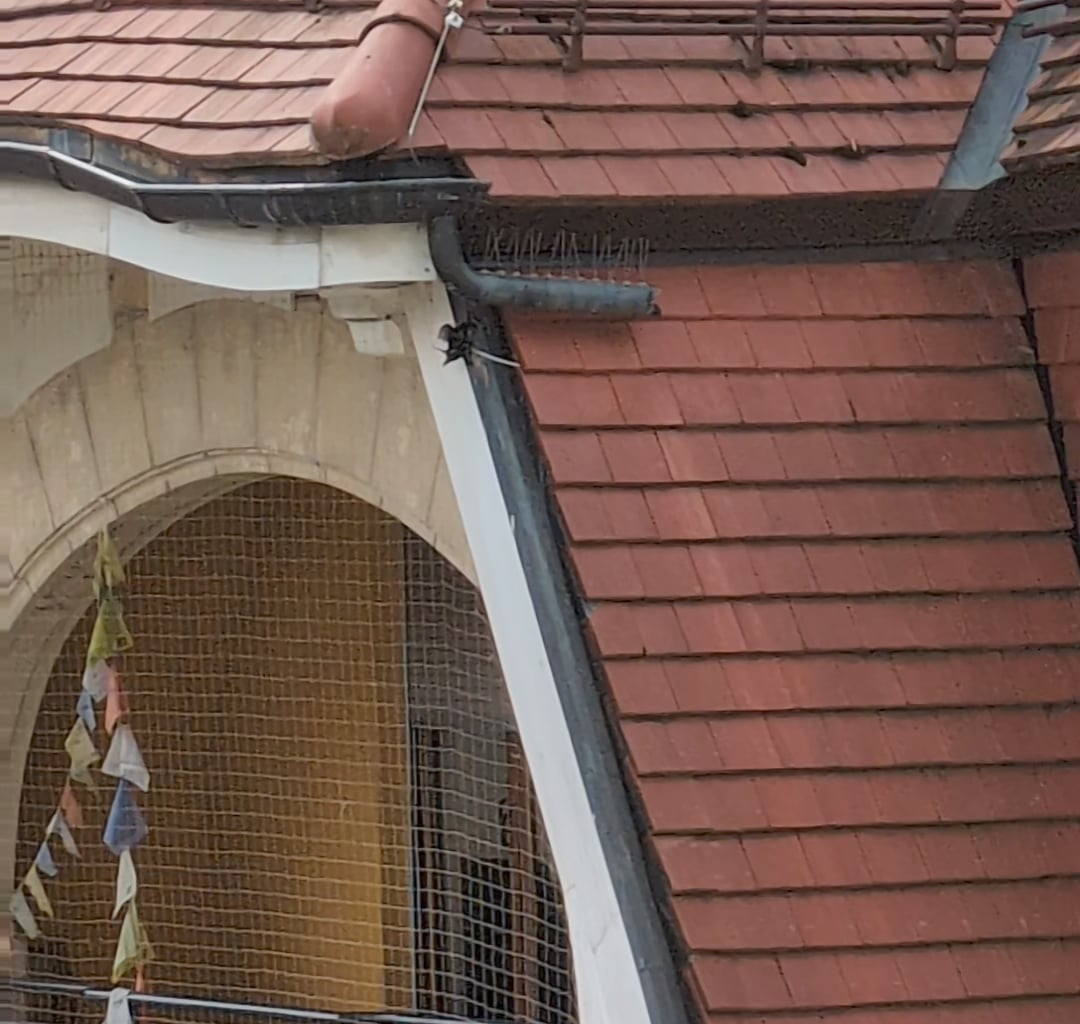 Anything I can do to help this trapped bird?