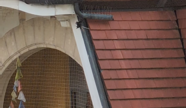 Anything I can do to help this trapped bird?