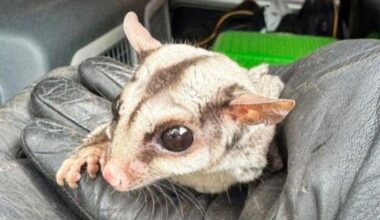 Warsaw woman finds exotic sugar glider outside her home