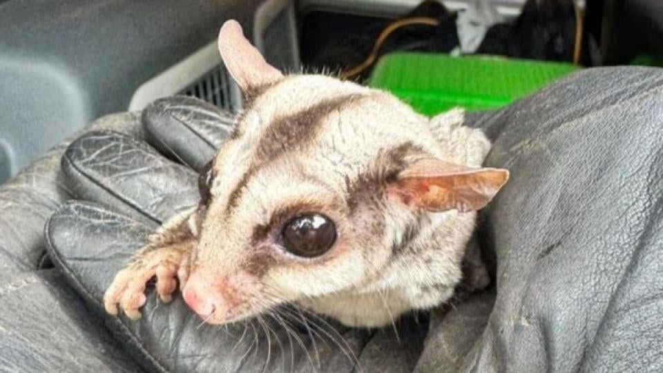 Warsaw woman finds exotic sugar glider outside her home