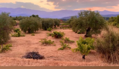 Sunset in the olive groves of La Para