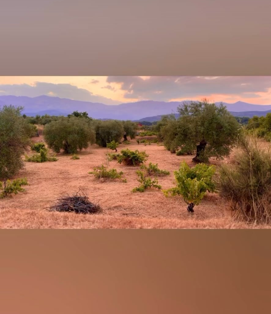 Sunset in the olive groves of La Para