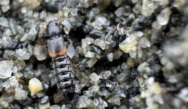Fauna, Dyr | Ny bille oppdaget i Norge