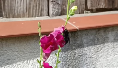 Holzbiene am Löwenmäulchen