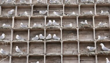 Arctic birders combat impact of climate change and avian flu on delicate ecosystem