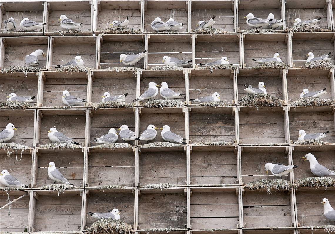 Arctic birders combat impact of climate change and avian flu on delicate ecosystem