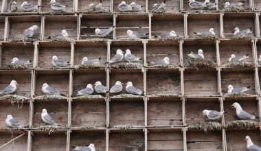 Arctic birders combat impact of climate change and avian flu on delicate ecosystem