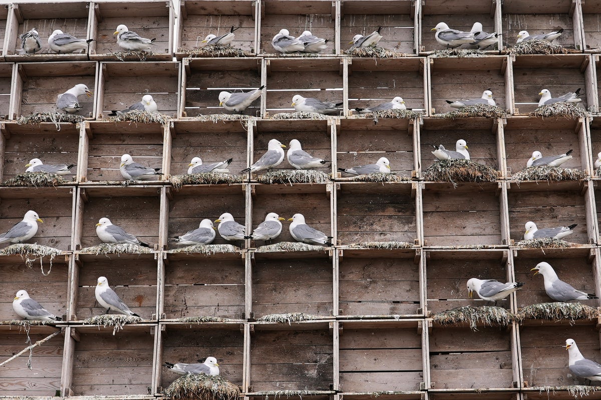 Arctic birders combat impact of climate change and avian flu on delicate ecosystem