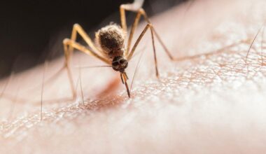Westnijlvirus komt onze kant op: 'Er is geen vaccin, geen medicijn'