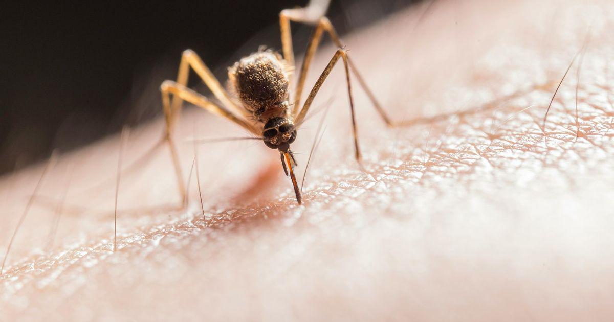 Westnijlvirus komt onze kant op: 'Er is geen vaccin, geen medicijn'