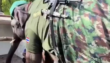 The Thai army deployed elephants along the Cambodian border