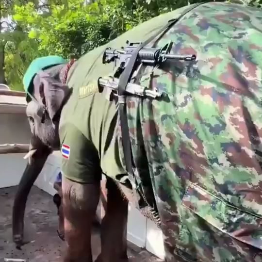 The Thai army deployed elephants along the Cambodian border