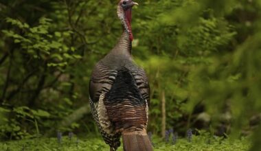 Outdoors: Flexibility added to Michigan's upcoming fall turkey season