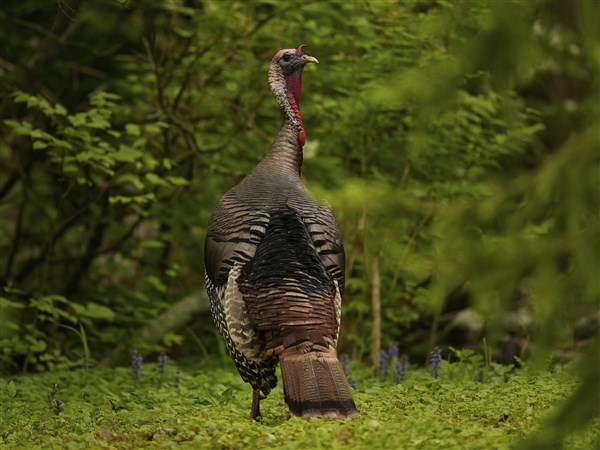 Outdoors: Flexibility added to Michigan's upcoming fall turkey season