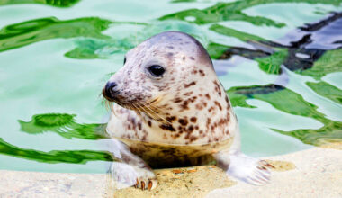 Lithuania bids to save grey seals as ice sheets recede