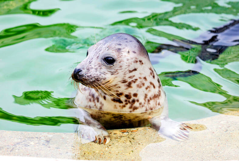 Lithuania bids to save grey seals as ice sheets recede