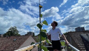 Man uit Enschede dicht bij wereldrecord met metershoge zonnebloem