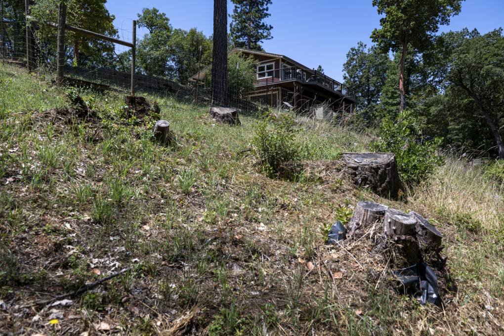 An outdoor scene of cut tree trunks and cut grass in the foreground with a home up a hillside in the background.