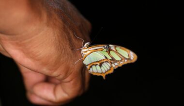 Peruvian rainforest defender shot dead in suspected targeted killing