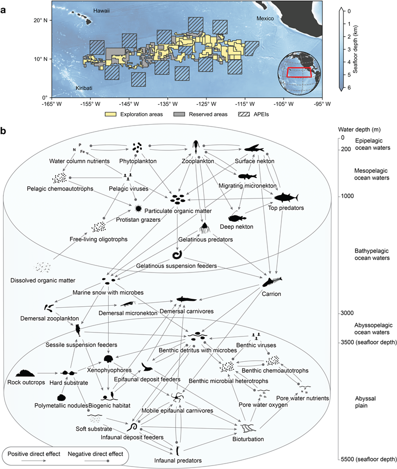 A diagram showing a model of ocean and seafloor ecosystem structure in the Clarion-Clipperton Zone.