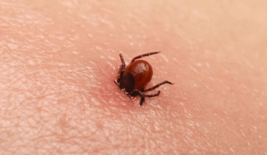 Flere hundrede danskere har kødallergi efter flåtbid i Danmark, siger OUH-professor
