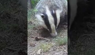 Fuzzy, the badger in action