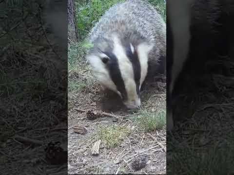 Fuzzy, the badger in action