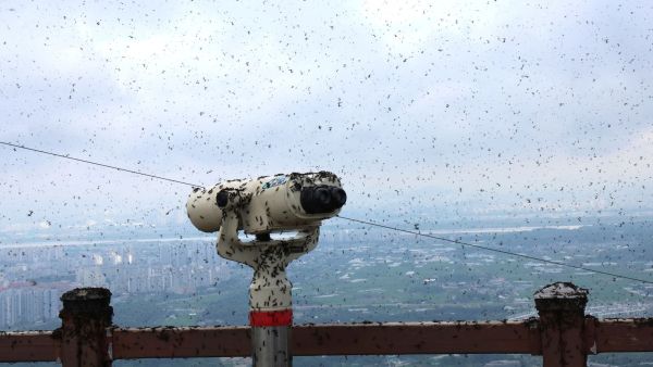 South Korea Lovebugs
