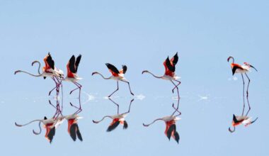 Flamboyance of flamingos reflected on the surface of Turkey's Lake Tuz