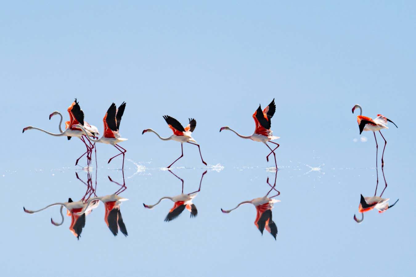 Flamboyance of flamingos reflected on the surface of Turkey's Lake Tuz