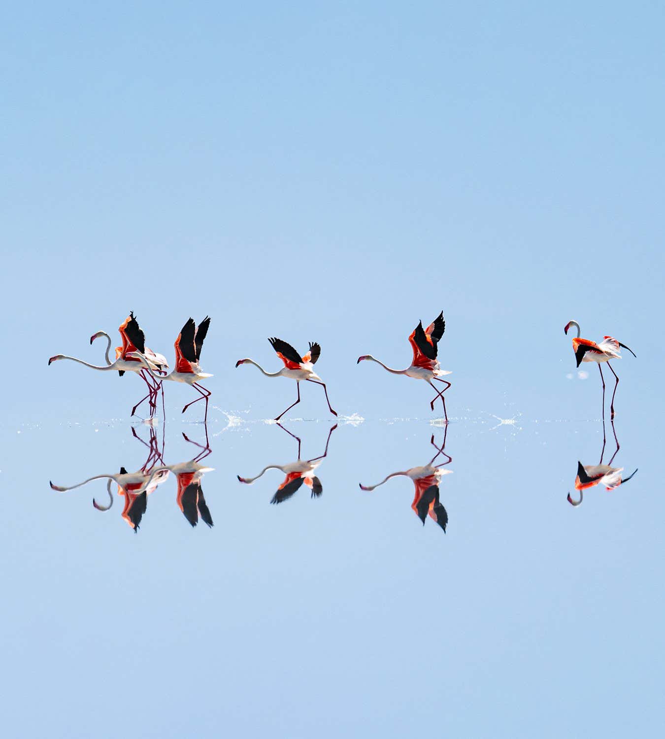 ANKARA, TURKIYE - JUNE 24: Reflections of flamingos are seen on Lake Tuz, which hosts thousands of flamingos every year, in Ankara, Turkiye, on June 24, 2025. This year, the lake has seen a decline in flamingo numbers due to drought, prompting the birds to shift their migration route to other wetlands across Turkiye. (Photo by Harun Ozalp/Anadolu via Getty Images)