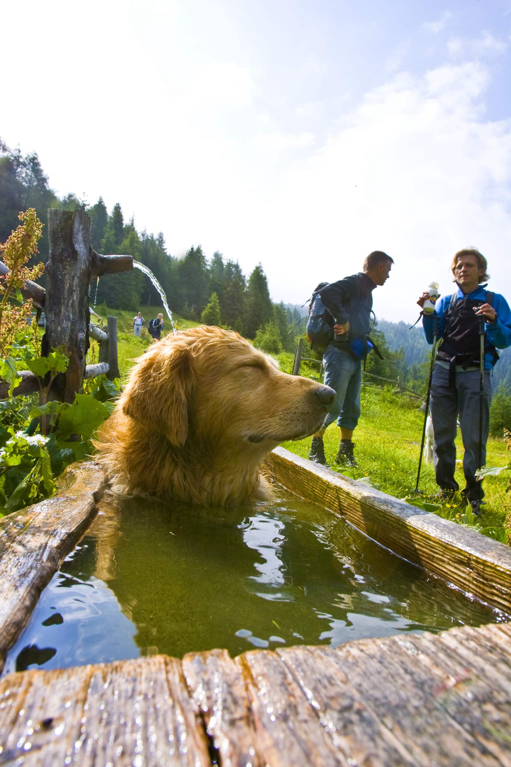 Hund im Wassertrog