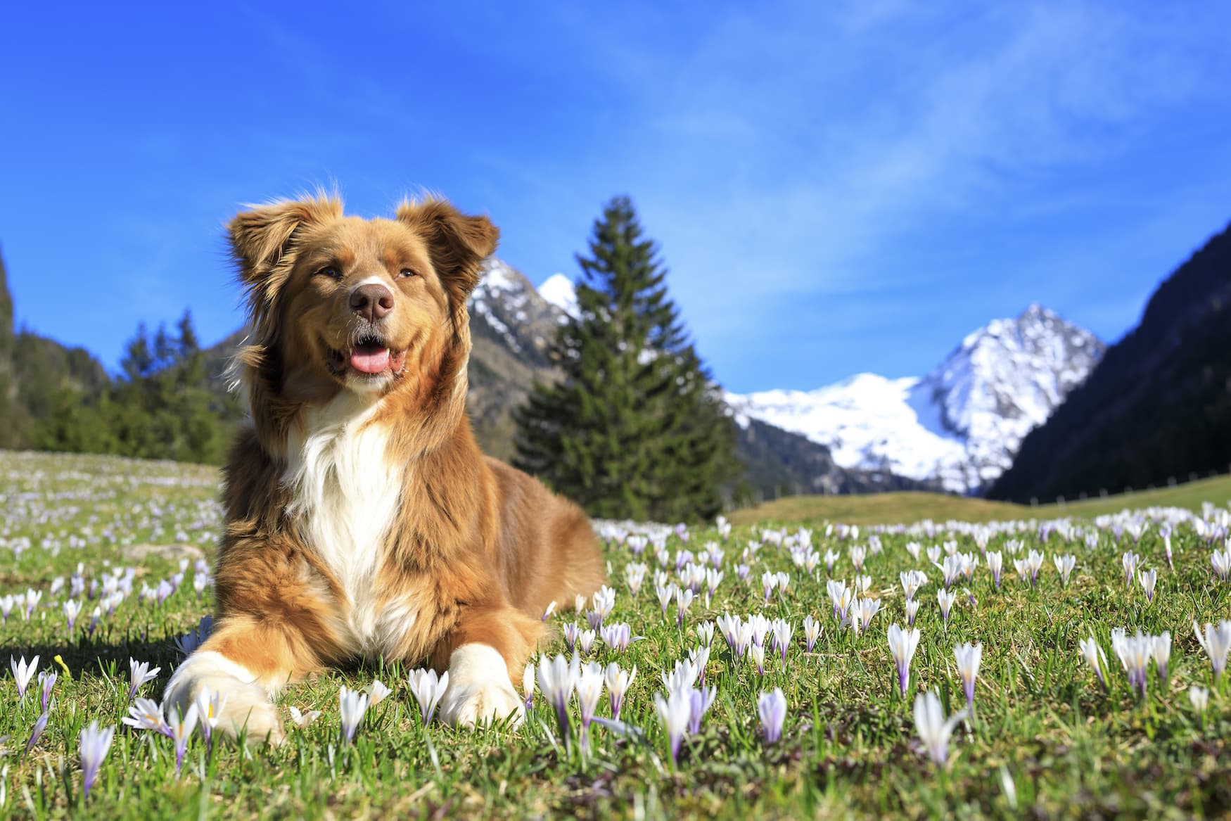 Hund auf einer blühenden Almwiese in der Steiermark