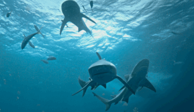 INTERVIEW: Nat Geo's Sharkfest has returned, with science at the forefront