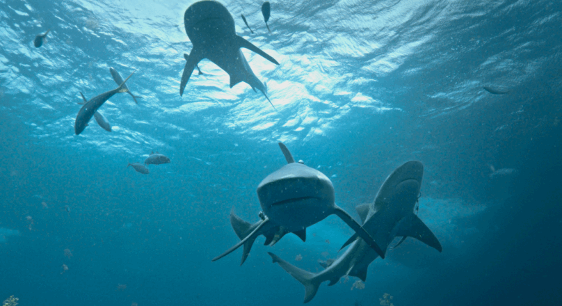 INTERVIEW: Nat Geo's Sharkfest has returned, with science at the forefront