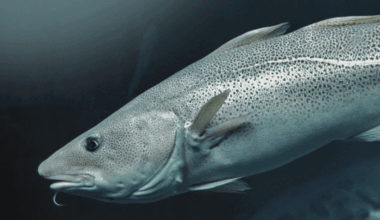 Decent landings through Iceland's inshore season brings cod supply relief, price drop