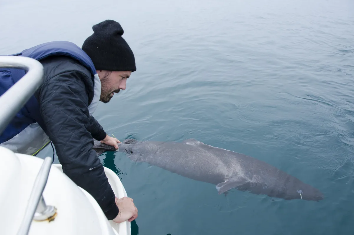 Small Greenland shark