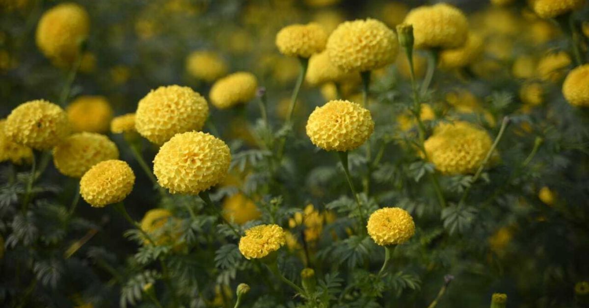 The orange and yellow marigold flowers have a high demand in the market.