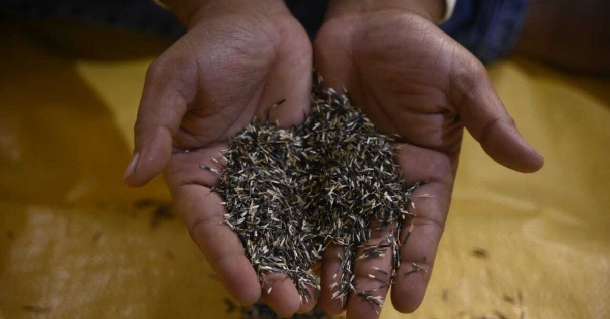 Arup produces his own seeds and saplings from the crops.