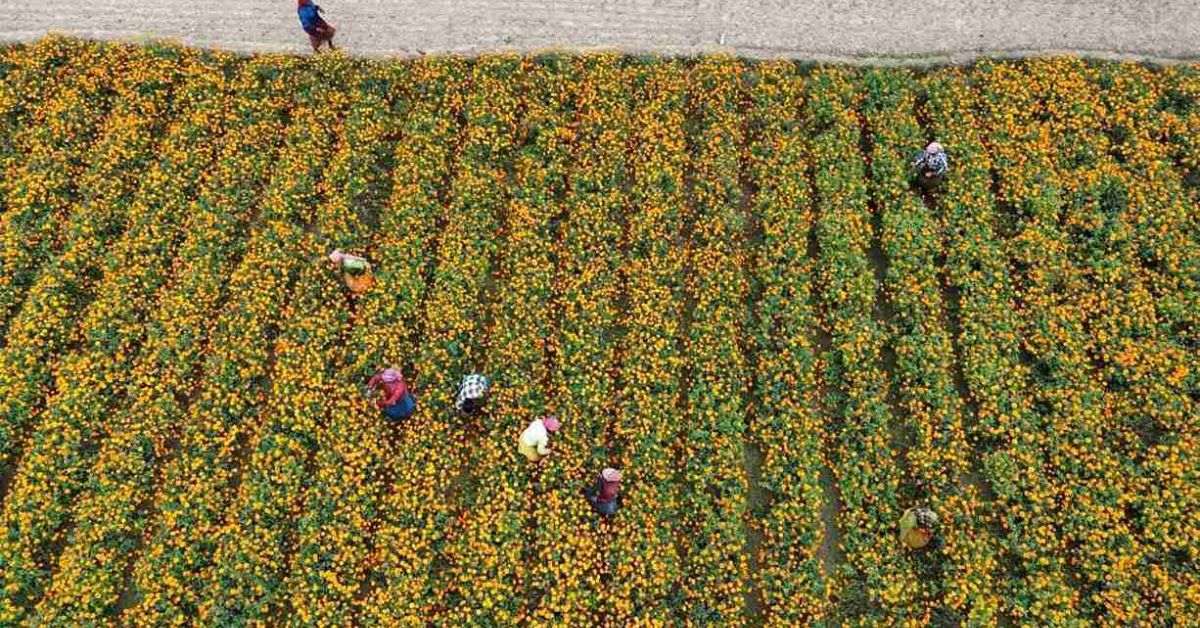 marigold fields