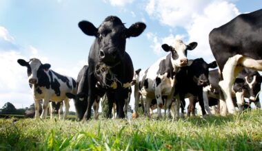 How green finance rules could harm NZ farming: Dr Jacqueline Rowarth