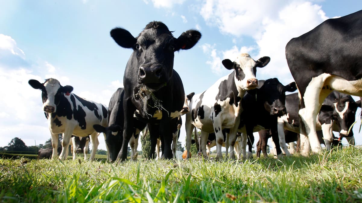 How green finance rules could harm NZ farming: Dr Jacqueline Rowarth