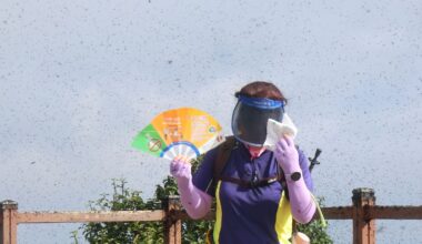 South Korea Lovebugs