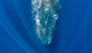 Blue whales are going eerily silent—and scientists say it’s a warning sign
