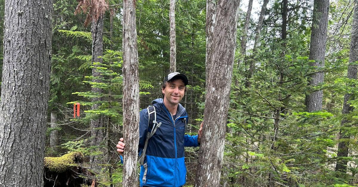 Saint John City Council Pushes Forward to Destroy 400-Year-Old Forest in New Brunswick, Canada