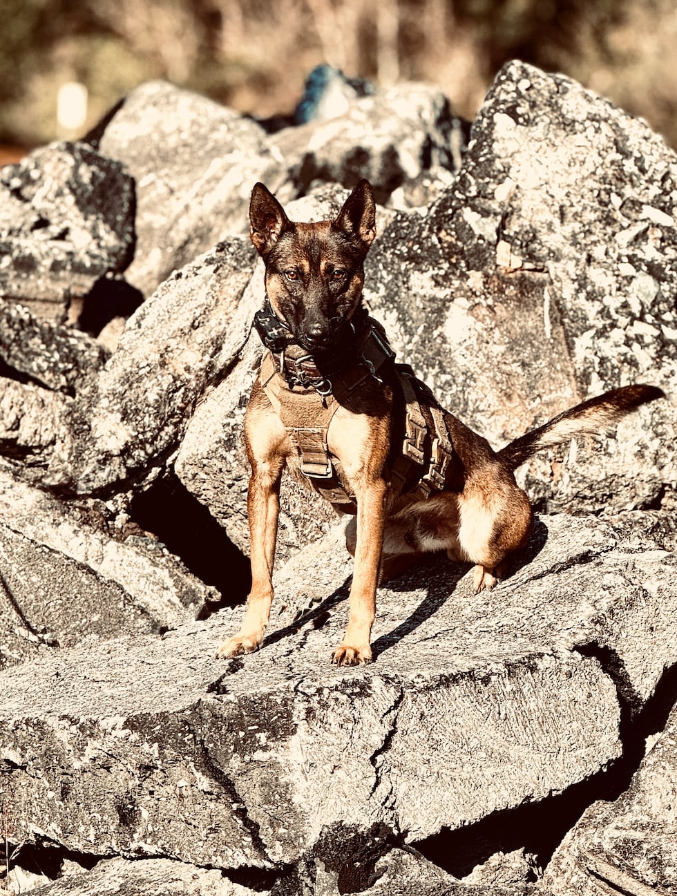 K-9 Ozzy