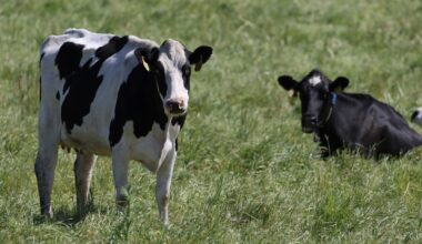 Change animal agriculture to reckon with climate change