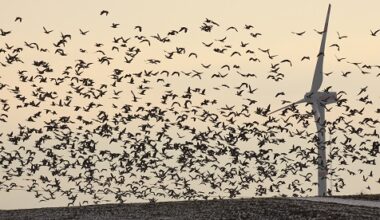 Eén wiek zwart schilderen helpt vogels in Noorwegen, maar in Nederland werkt het minder