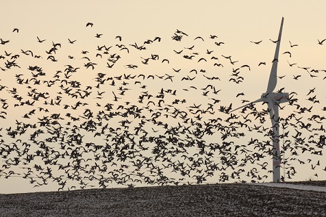 Eén wiek zwart schilderen helpt vogels in Noorwegen, maar in Nederland werkt het minder