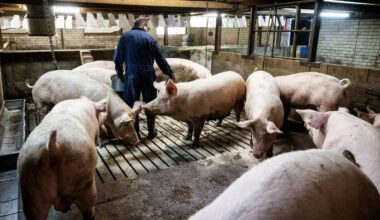 Veestapel verder gekrompen, minder dan 10 miljoen varkens in Nederland